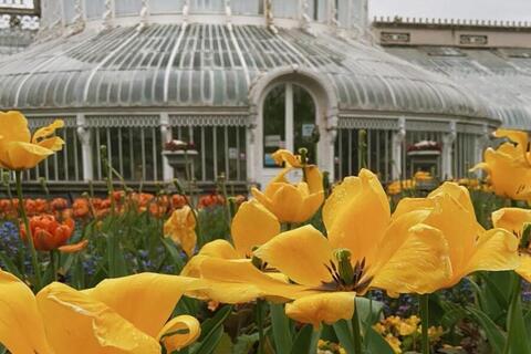 Daffodils outside the Palm House in Botanic Gardens