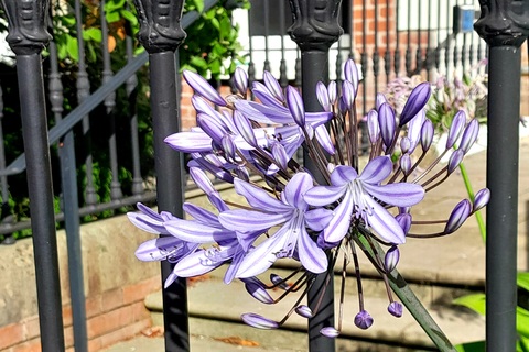Purple flower on campus