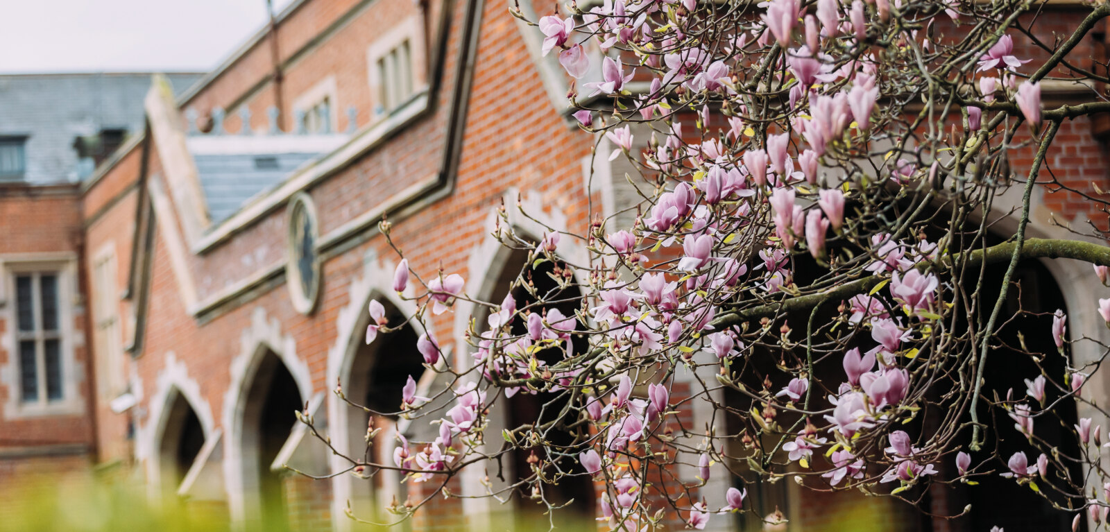 Cherry blossoms in the Quad