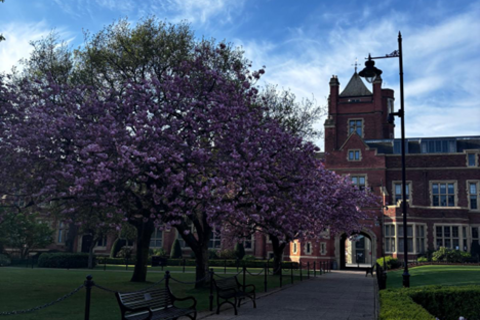 Trees in Queen's Quad